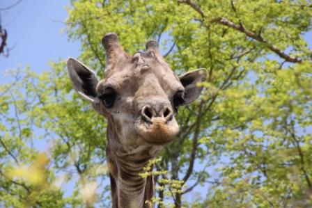 Giraffe schaut direkt in die Kamera