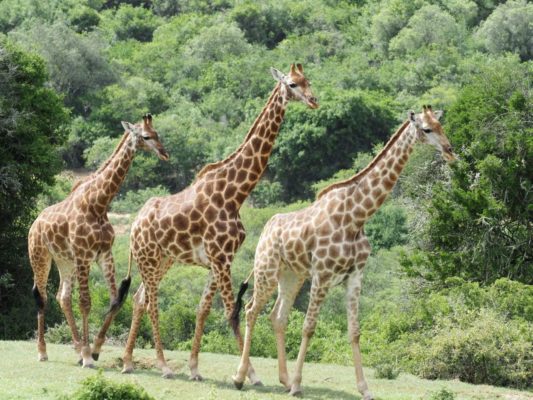 Giraffenfamilie Auf Der Pure Nature Lodge