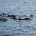 Spinner Delfinen Im Indischen Ozean