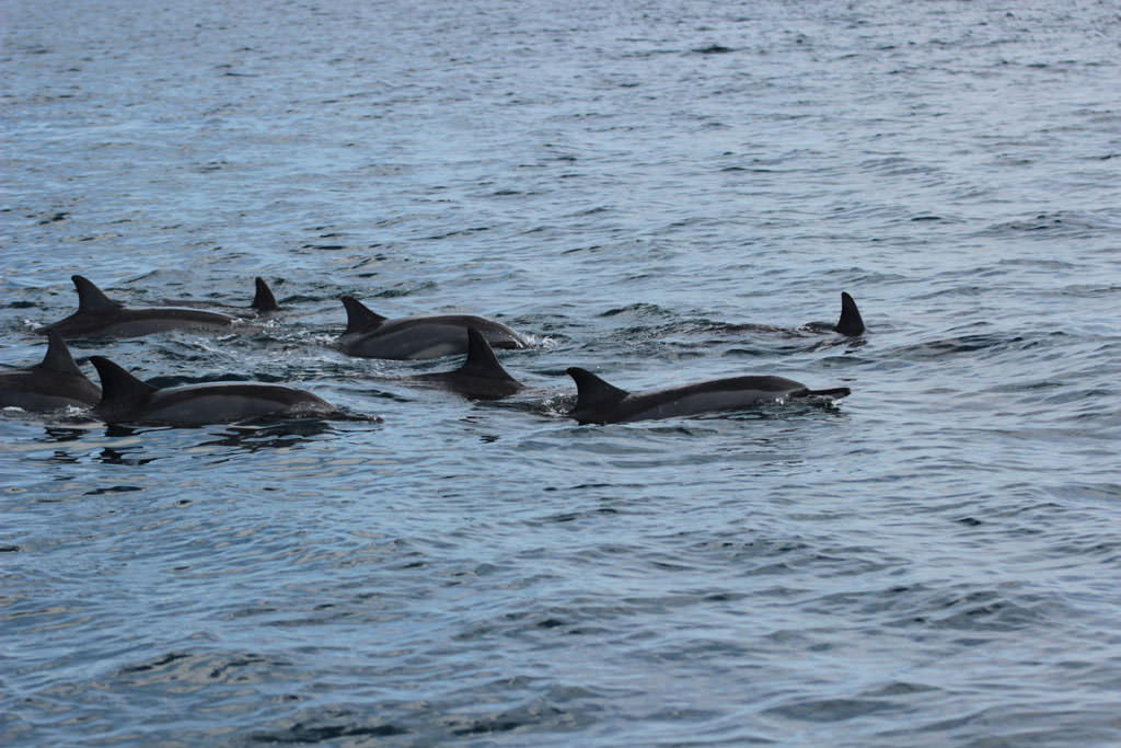 Spinner Delfinen im Indischen Ozean
