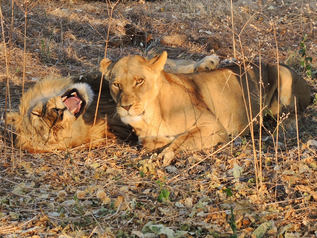 Löwenfamilie in freier Wildbahn
