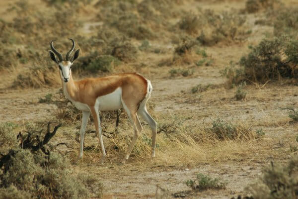 Springbok In Namibia
