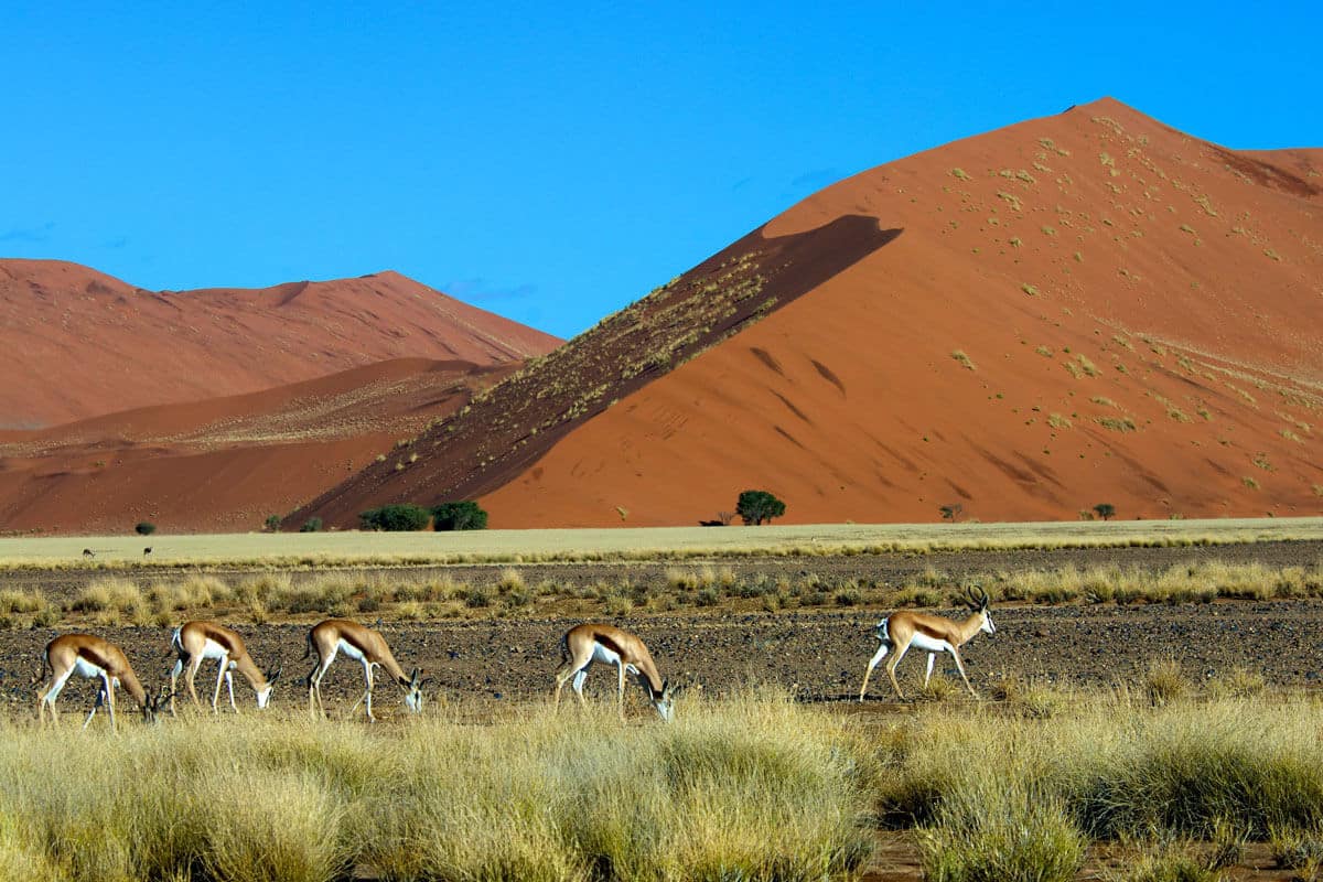 Ssossusvlei Sanddünen in Namibia