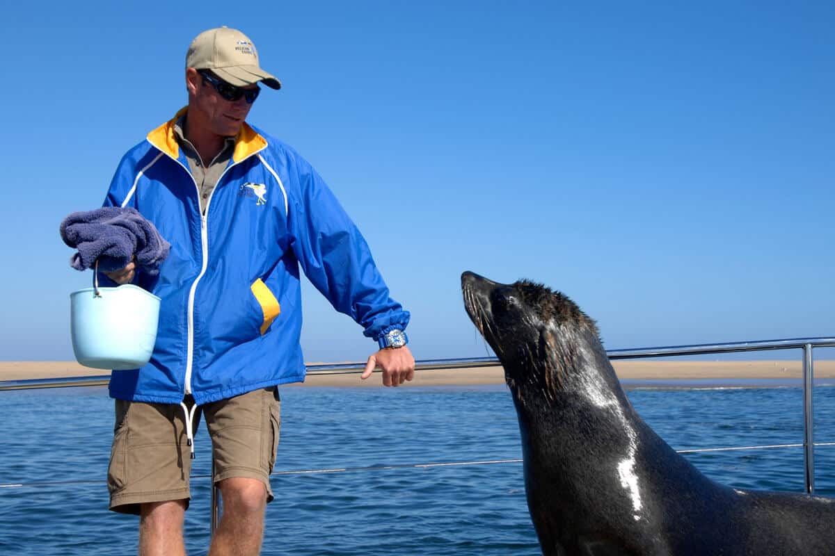 Walvis Bay Bootsfahrt Mit Robben In Namibia