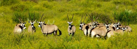 Oryx Im Waterberg Plateau Park In Namibia | Grüne Wiese