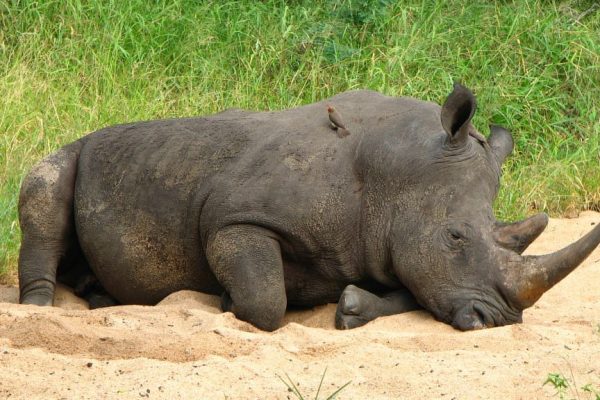 Nashorn liegt im Reservat
