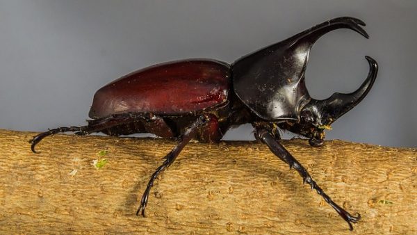 Nashornkäfer Sitzt Auf Einem Ast