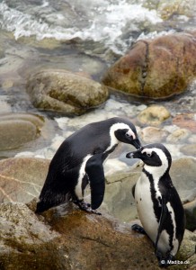 Pinguine in Betty´s Bay