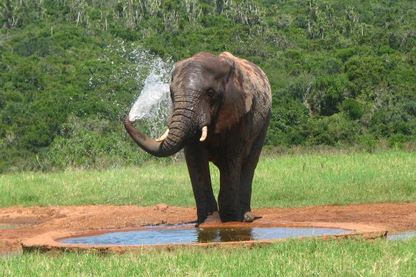Elefant am Wasserloch nimmt Dusche