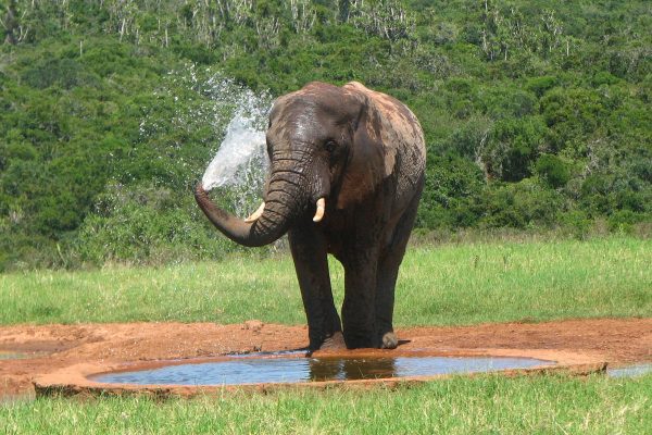 Elefant Am Wasserloch Nimmt Dusche