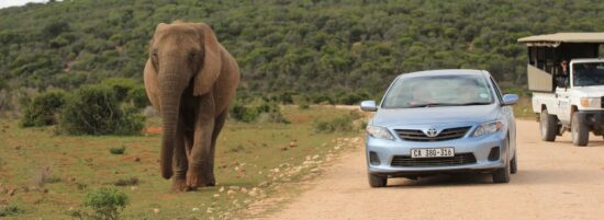 Elefant neben Mietwagen