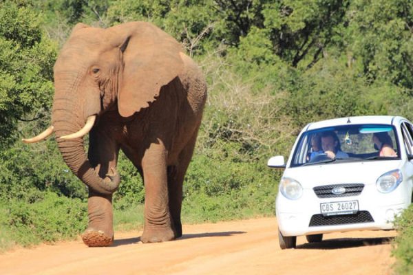 Mietwagen neben Elefant im Addo Park