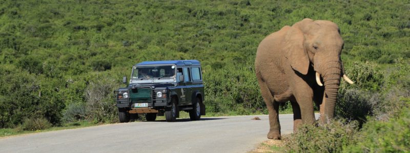 Elefant Im Addo Neben Safari-Jeep