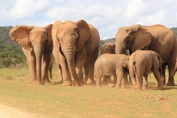 Elefantenherde im Addo mit Jungtieren
