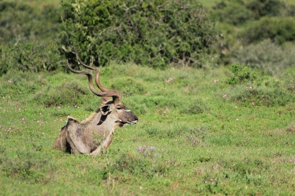 Männliche Nyala Antilope Im Gras