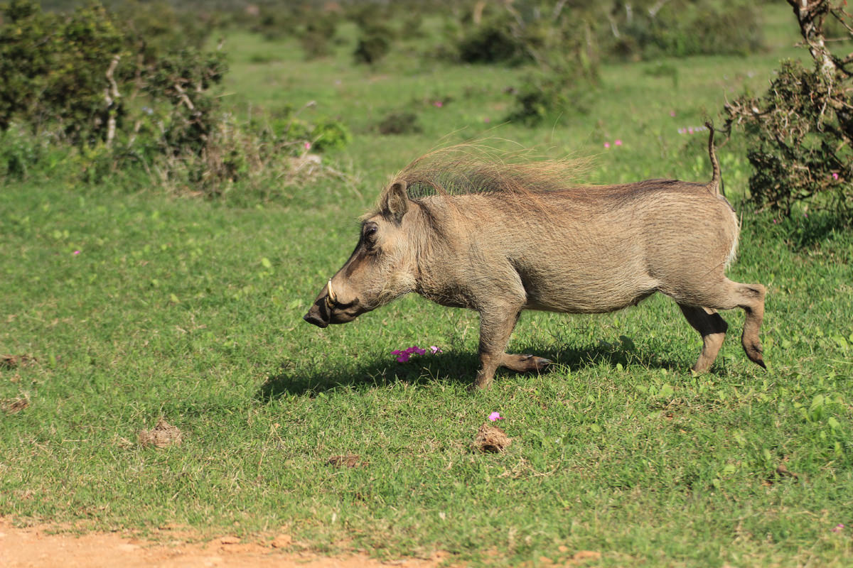 Ugly Five Afrikas - Faszinierend aber hässlich? › Madiba.de