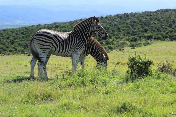 Zebras Beim Grasen Im Addo