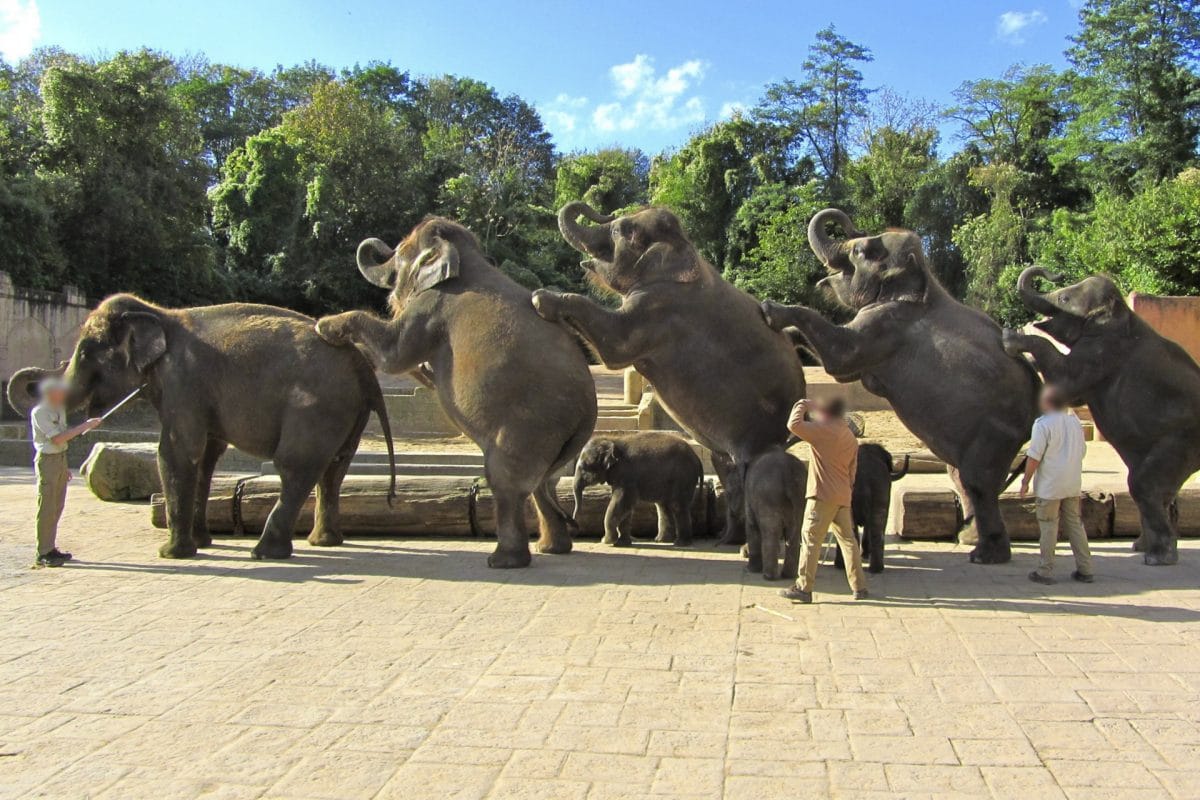 Umgang mit Elefanten im Zoo Hannover