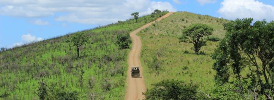 Hluhluwe IMfolozi Nationalpark Safari