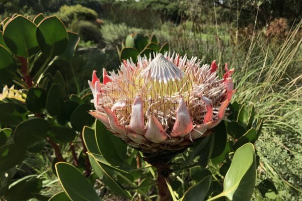 Protea Im Botanischen Garten