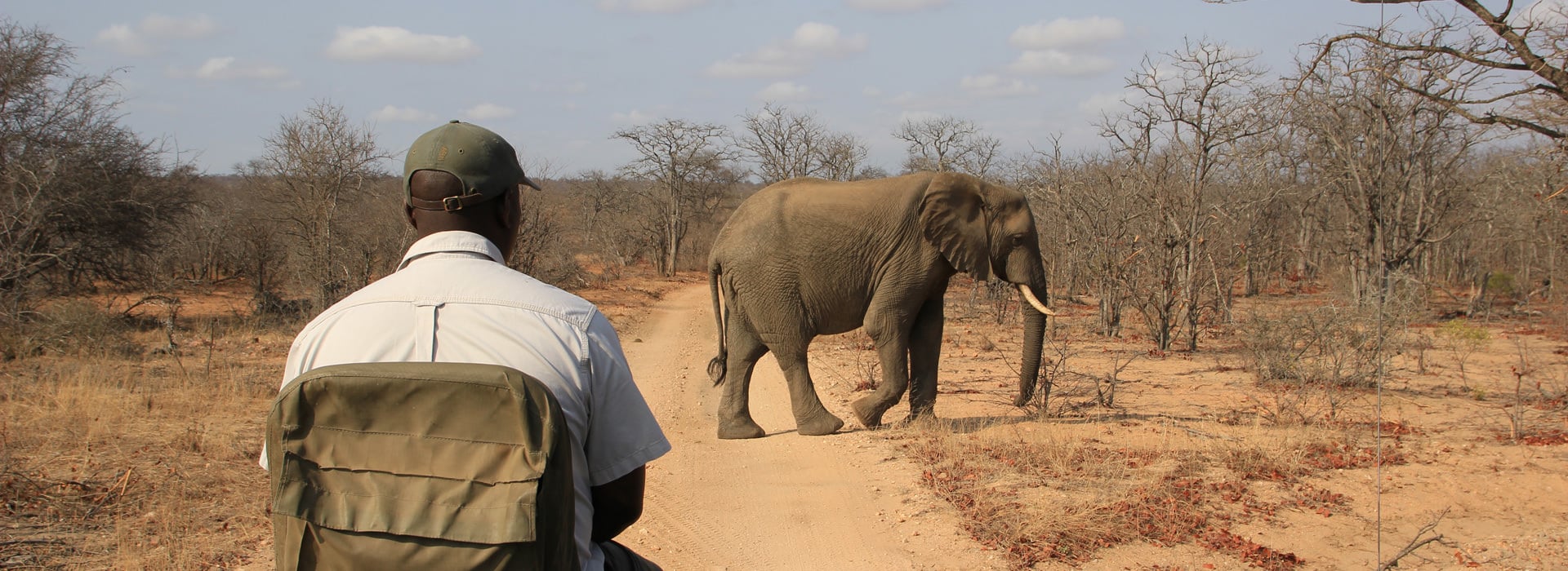 Südafrika Ranger mit Elefant auf Safari