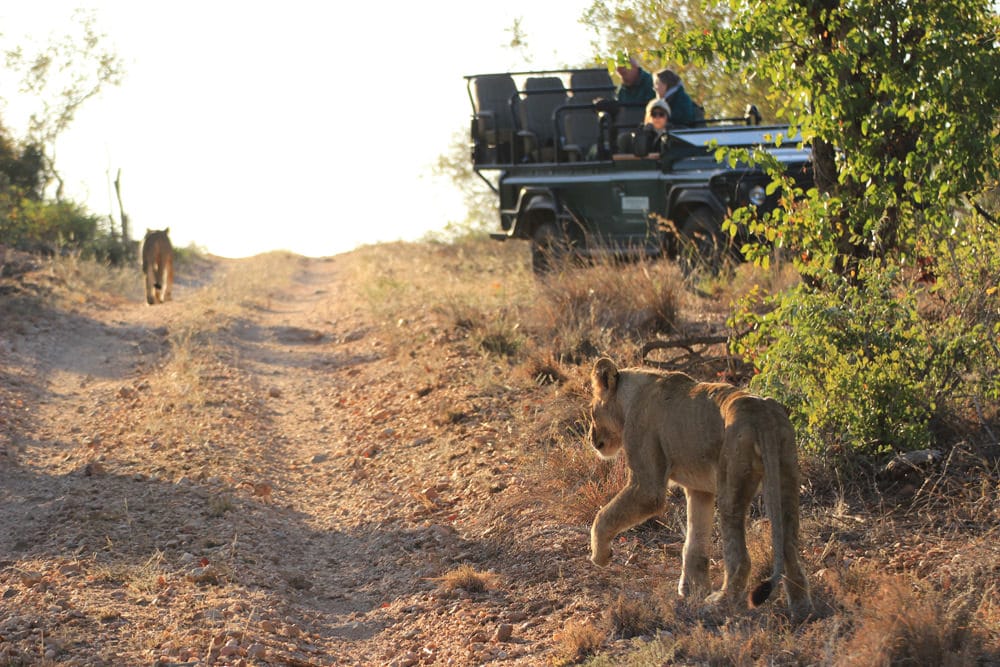 suedafrika-krugerpark-loewen-auf-safari