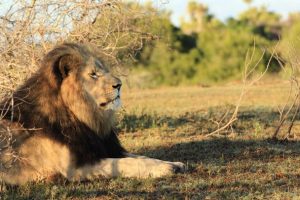 Madikwe Mietwagenrundreise Südafrika
