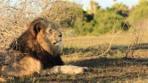 Madikwe Mietwagenrundreise Südafrika