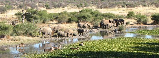 Madikwe Game Reserve Elefanten