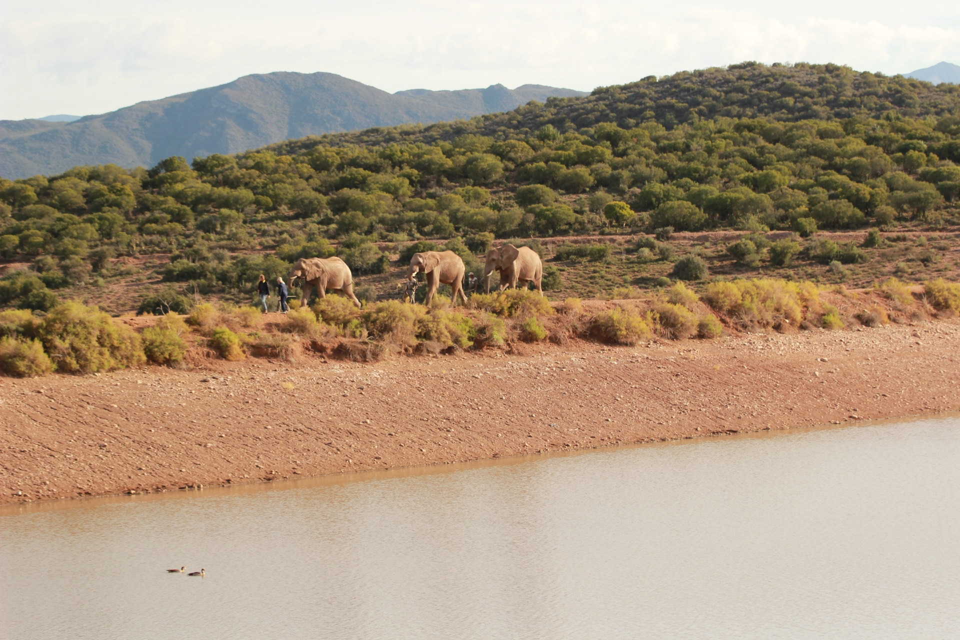 Elefanteninteraktion in Südafrika Buffelsdrift Game Lodge
