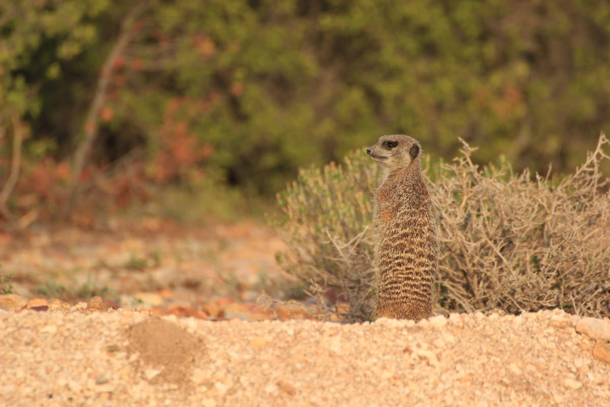 Erdmännchen in freier Wildbahn in Oudtshoorn & Touren in Südafrika ›