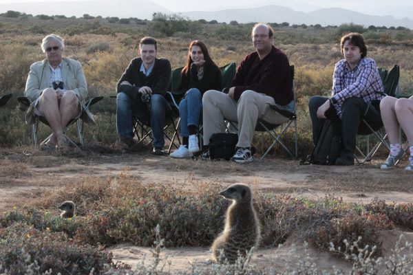 Erdmännchen Tour In Oudtshoorn Mit Meerkat Adventures