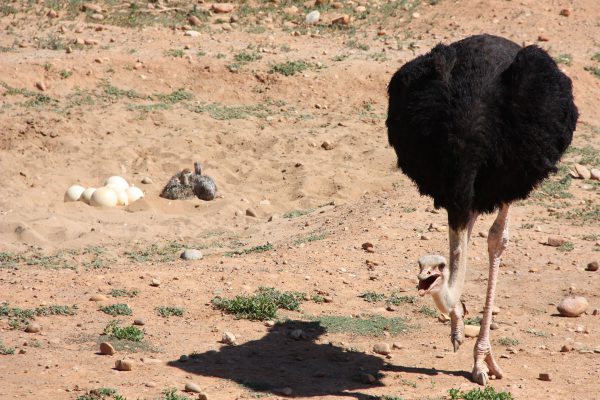 Safari Ostrich Farm Straussennest