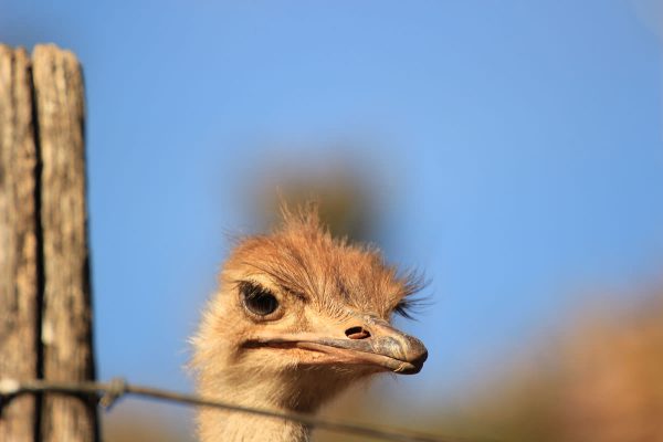 Oudtshoorn Straussenfarm Touren