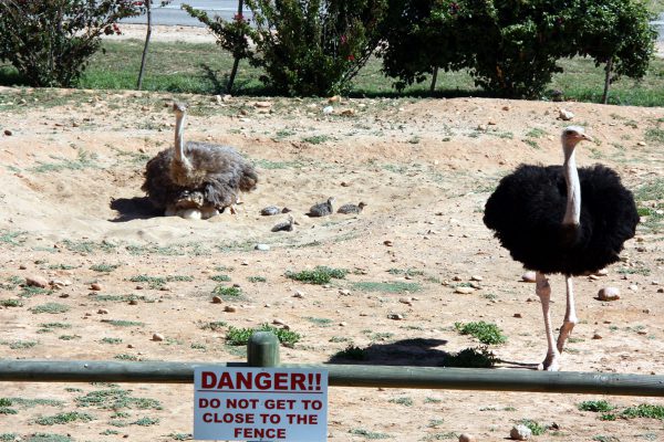 Oudtshoorn Straussenfarm Touren