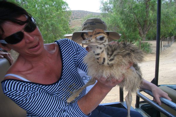 Oudtshoorn Straussenfarm Touren