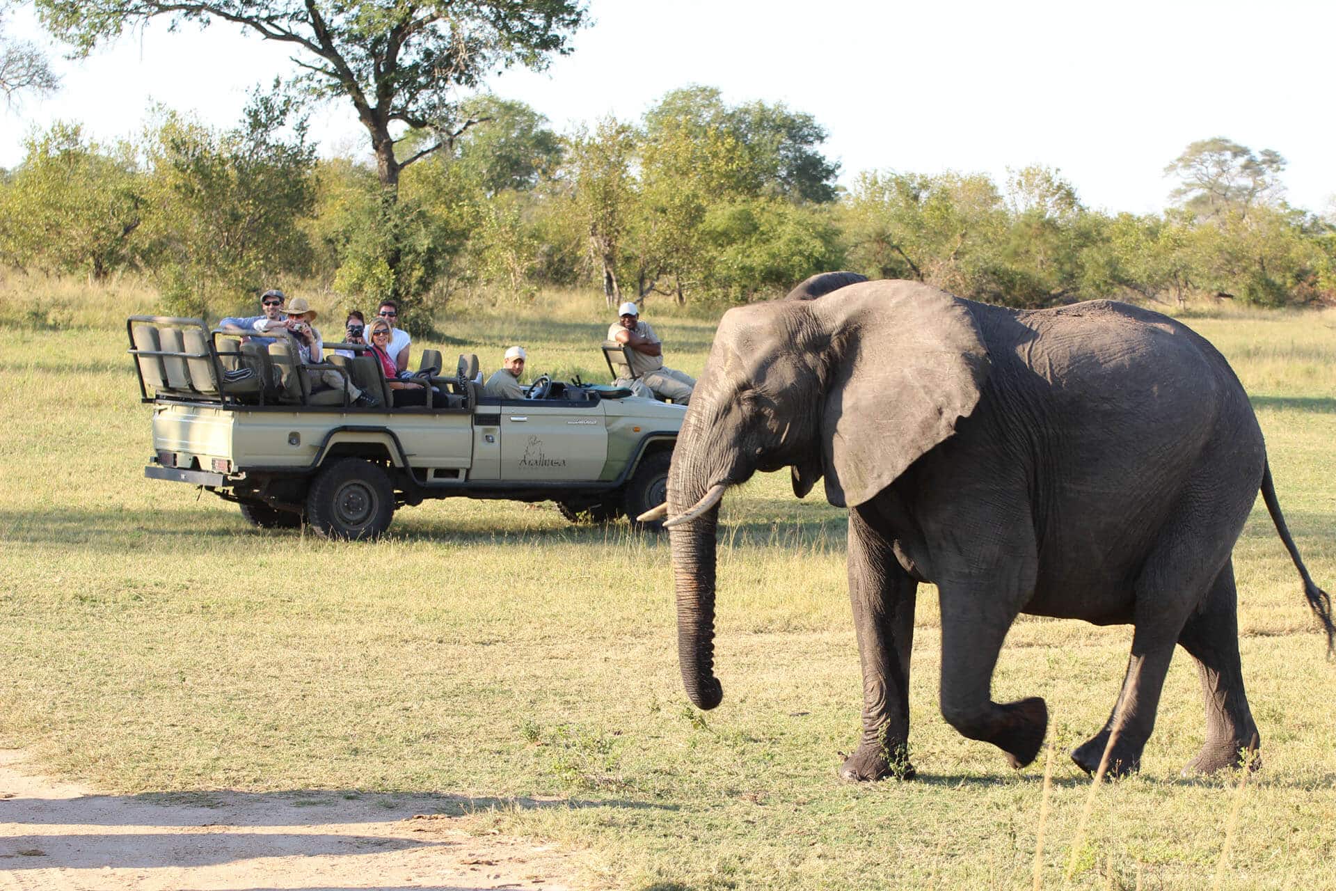 Elefant vor Safarifahrzeug