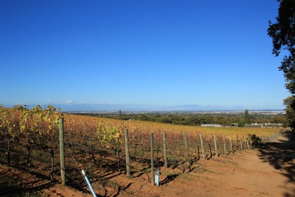 Constantia Weingebiet Weinreben