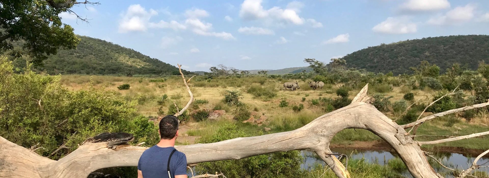 Nashörner Zum Fuß