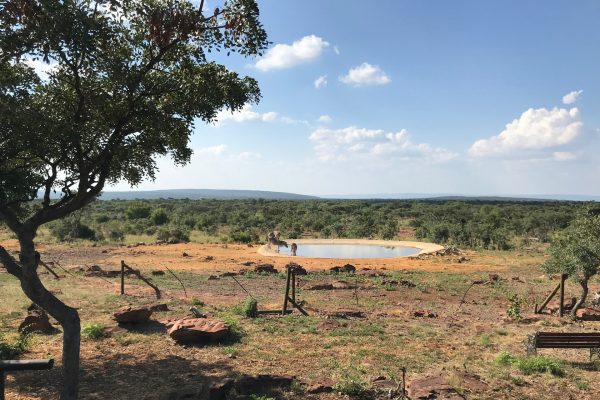 Zebras am Wasserloch