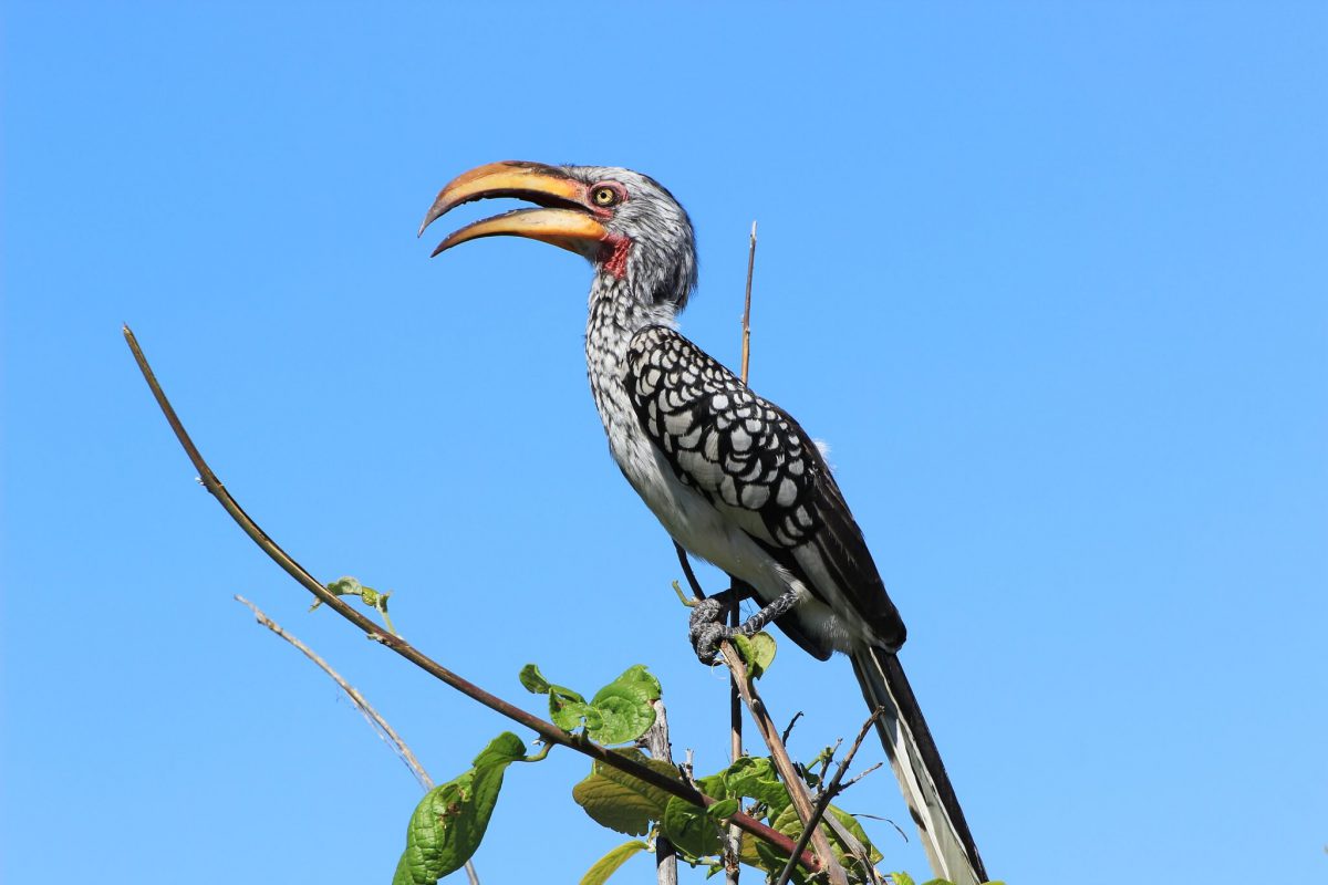 Südlicher Gelbschnabeltoko | Chobe National Park