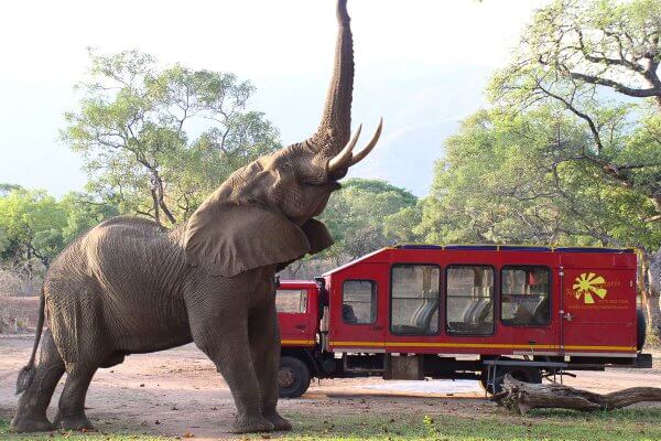 Elefant trötet vor rotem Mountain Truck