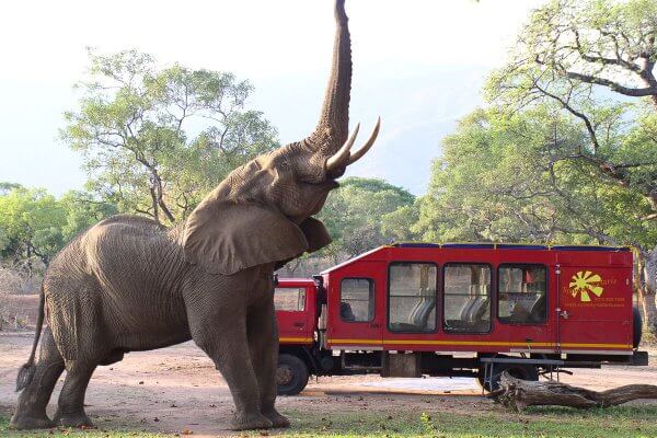 Elefant Trötet Vor Rotem Mountain Truck